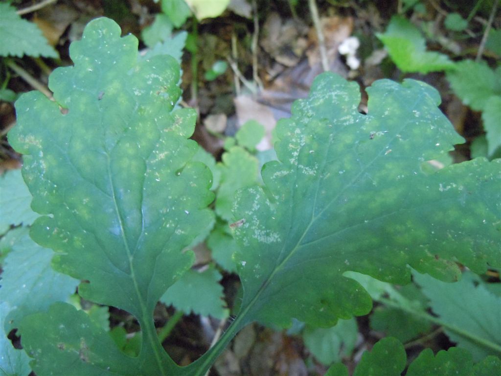 Chelidonium majus